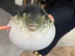 -鲐赏河豚(长寿店)