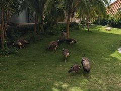 -惠州金海湾嘉华度假酒店