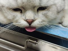 -安安宠医·安宠宠物医院