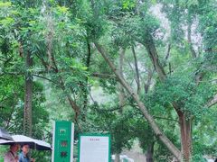 -野象谷景区