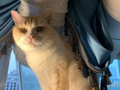 -遇见羊驼·奶狗咖·布偶猫咖·法斗柯基柴犬阿拉斯加(春熙路太古里IFS店)