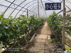 -马陆小张葡萄园农家乐