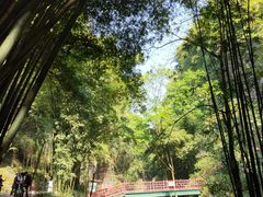 -川西竹海景区