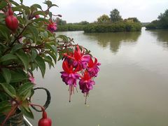 -大湾区中央湿地公园