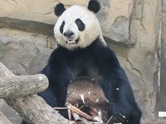 -成都动物园