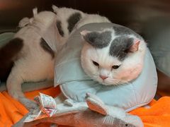 -创凡宠物医院·骨专科  猫科中心(西乡分院)