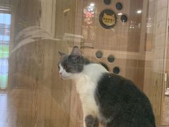 -猫色咖啡·猫咖