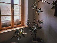 -春风十里咖啡馆