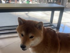 -艾贝尔宠物医院 ·中兽医·宠保定点(北门桥店)