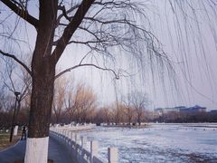 -莲花池公园