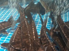 -全聚德烤鸭店(准噶尔路店)