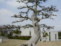 android_upload_pic-上海海湾国家森林公园