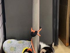 -霸王牛肉(天秀景地店)