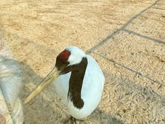 -盐城丹顶鹤湿地生态旅游区