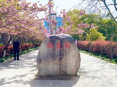 -高东镇樱花园