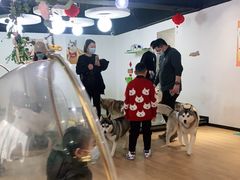 -Husky Go! 哈士奇体验馆·宠物咖啡厅狗咖