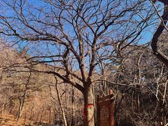 -金龙寺国家森林公园