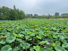 -溱湖国家湿地公园