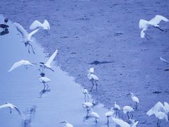 -宝安西湾红树林湿地公园