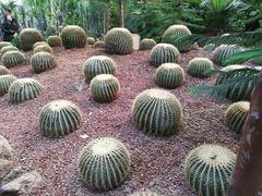 -呀路古热带植物园