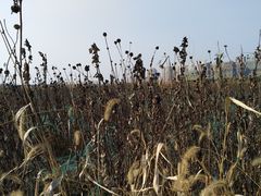 -皇粮浜公园