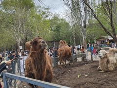 -长白岛森林公园