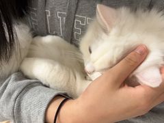 -楼上猫咖(罗湖店)