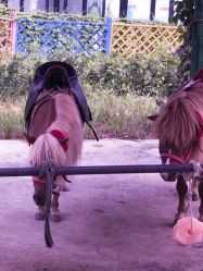 -萌宠亲子动物乐园(槐房万达店)