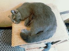 -猫友咖啡店(玉林西路店)