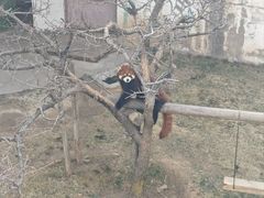 -青藏高原野生动物园
