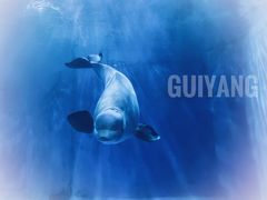 -多彩贵州城极地海洋世界