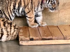 -大连森林动物园