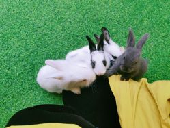 -萌宠亲子动物乐园(槐房万达店)