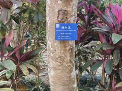 -中国科学院西双版纳热带植物园