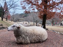 -神户市立六甲山牧场