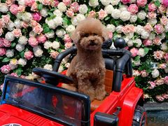 -百好乐宠物友好餐厅(朝外大街店)