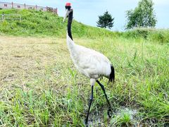 -黑龙江扎龙生态旅游区