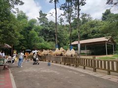 -贵州森林野生动物园