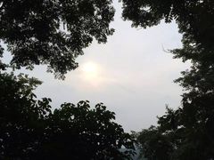 -枫林花海
