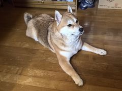 -申普宠物医院·眼科·心内科·影像科(普陀分院)