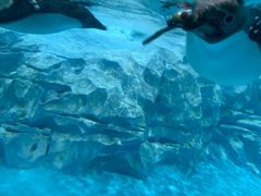 -帝企鹅自助餐厅•儿童岛•真企鹅(长隆企鹅酒店)