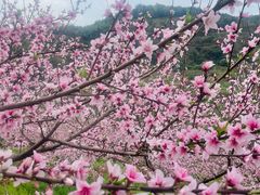 -望湖楼餐厅(白廊码头店)