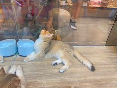 -香港宠物街