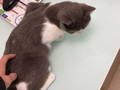 -宠福鑫康馨动物医院·骨科·眼科