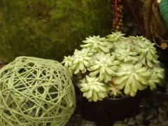 -广交会威斯汀酒店