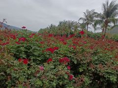 -亚龙湾国际玫瑰谷