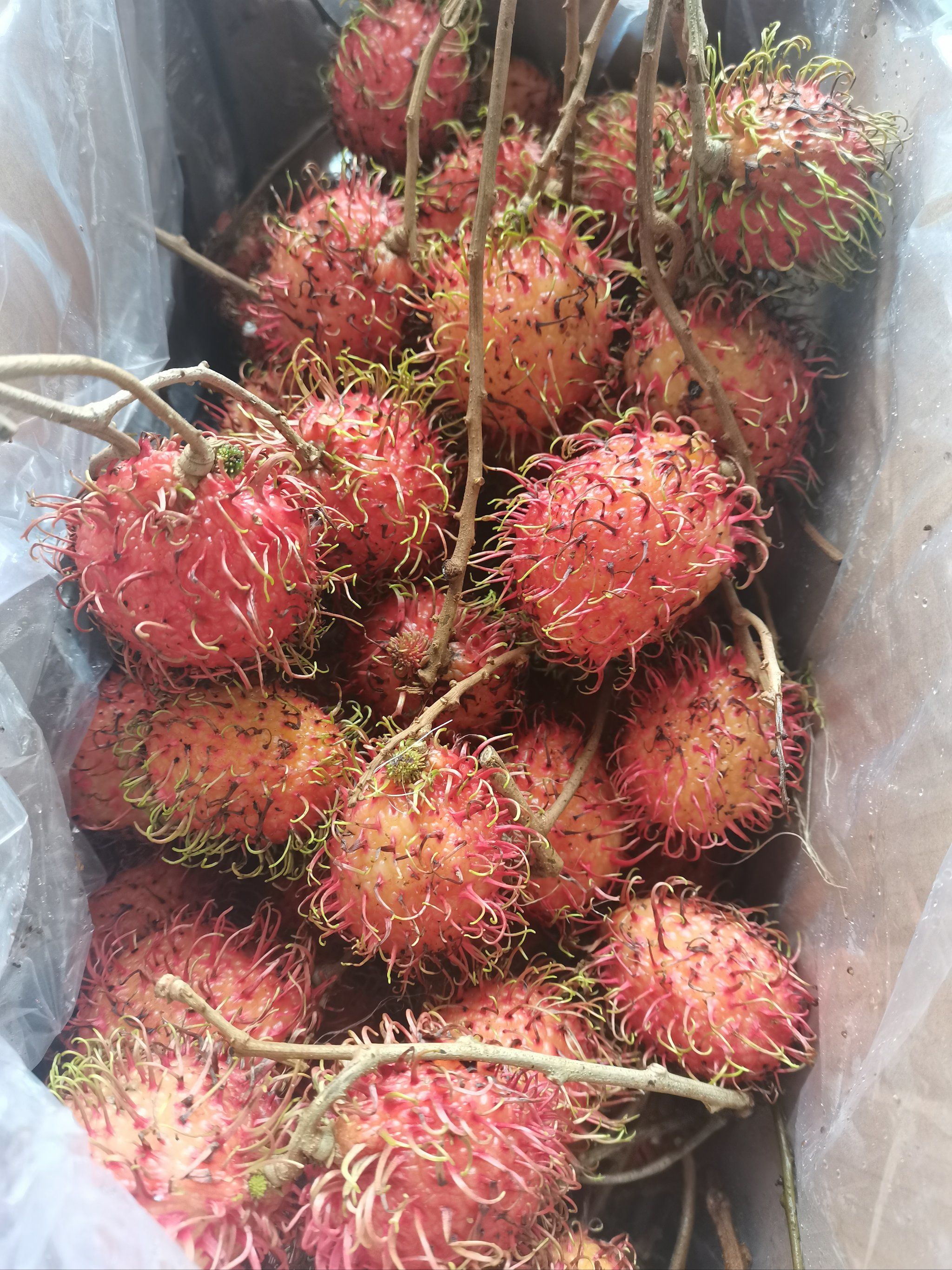 天天领红包 红毛丹是一种美味的热带水果