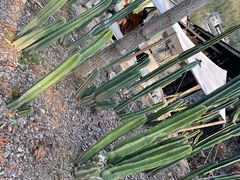 -MOJ coffee(瓯海泽雅水碓坑店)