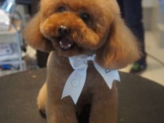 -Oh My Dog宠物沙龙(伊珊娜皮毛护理店)