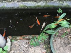 -老屋咖啡